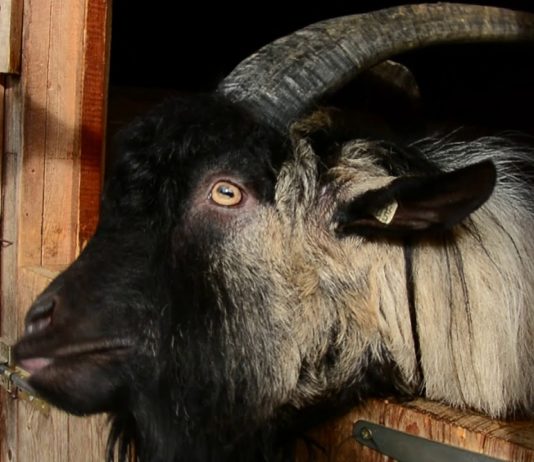 Talsu novadā mīt runājošs āzis