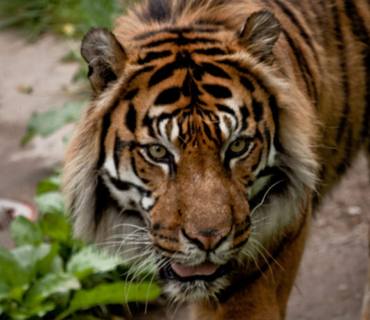 Ar plēsīgajiem zvēriem zoodārzā ievēro īpašus drošības pasākumus